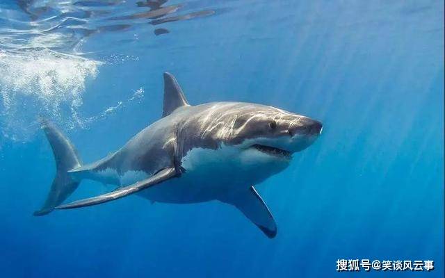 鲨鱼灵敏度最新研究，揭秘海洋霸主的感知世界